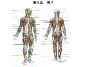 肌学med126com.ppt