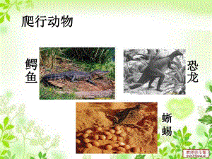 爬行动物课件.ppt