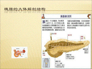 胰腺的组织解剖.ppt