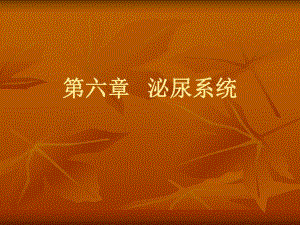 肾的微细结构.ppt