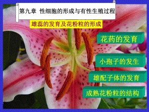 10第十章生殖器官2.ppt