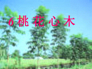3桃花心木2.ppt