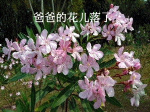爸爸的花儿落了说课稿.ppt