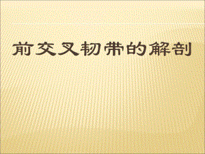 膝关节前交叉韧带的解剖.ppt