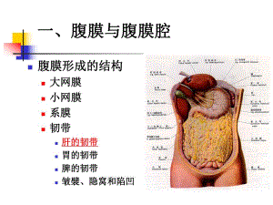 腹部的断面解剖学基础.ppt