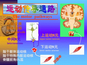 运动传导通路.ppt