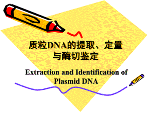 质粒提取定量与酶切鉴定.ppt