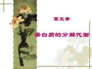 蛋白质的分解代谢.ppt