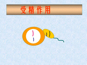 被子植物的双受精作用.ppt