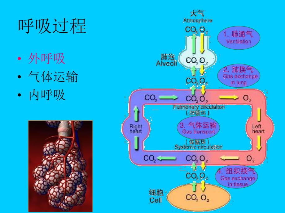 容量(L) 时间(S) FEV1 FVC FEF2575.ppt_第2页