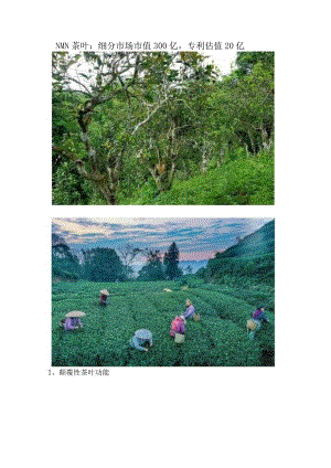 NMN茶叶：细分市场市值300亿专利估值20亿.docx