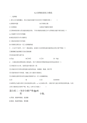 4.2食物的消化与吸收 同步练习（含解析）.docx