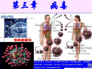 病毒与亚病毒学习课件.ppt