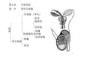 生殖系统彩色图解.ppt