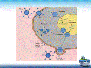 病毒学第三章 病毒总论2.ppt