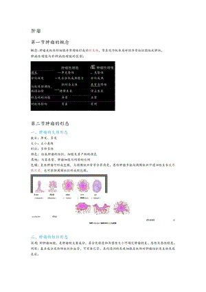 病理学整理6.肿瘤.docx