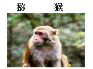 猕猴常见疾病.ppt