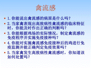 禽病禽流感.ppt
