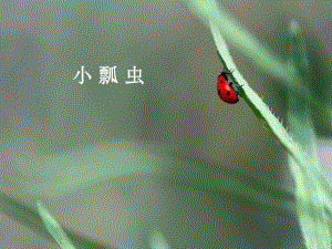 幼儿美术课件之小瓢虫.ppt