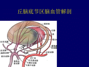 [临床医学]丘脑底节区脑血管解剖.ppt