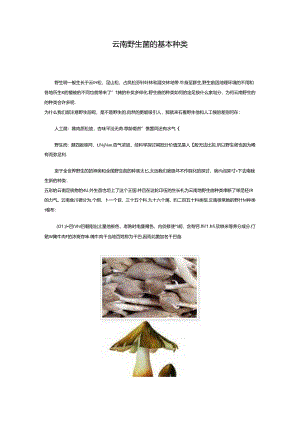 云南野生菌的基本种类.docx