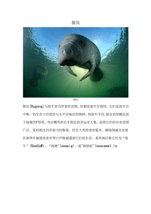 儒艮简介.docx