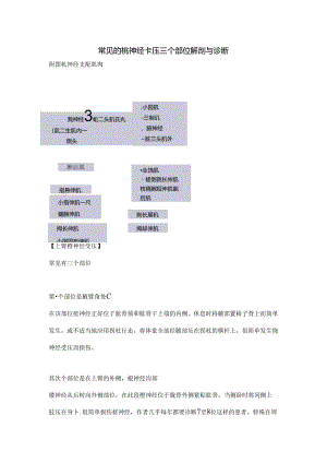 常见的桡神经卡压三个部位解剖及诊断.docx