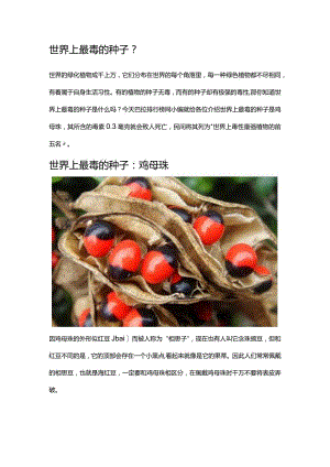 世界上最毒的种子.docx