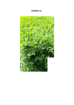 常见景观植物大全介绍.docx