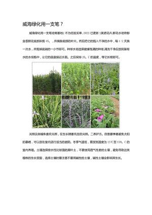 威海绿化用一支笔.docx