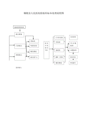 标本处理流程.docx