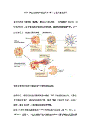 2024中性粒细胞外捕获网（NETs）最简单的解释.docx