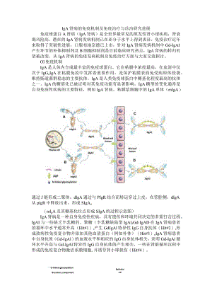 IgA肾病的免疫机制及免疫治疗与诊治研究进展.docx