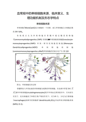 血常规中的单核细胞来源、临床意义、生理功能机制及形态学特点.docx