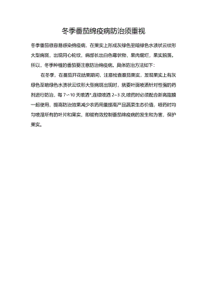 冬季番茄绵疫病防治须重视.docx