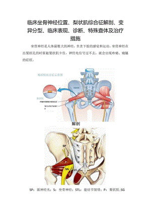 临床坐骨神经位置、梨状肌综合征解剖、变异分型、临床表现、诊断、特殊查体及治疗措施.docx