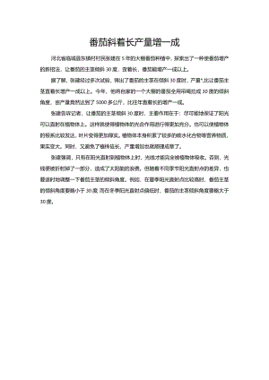 番茄斜着长产量增一成.docx