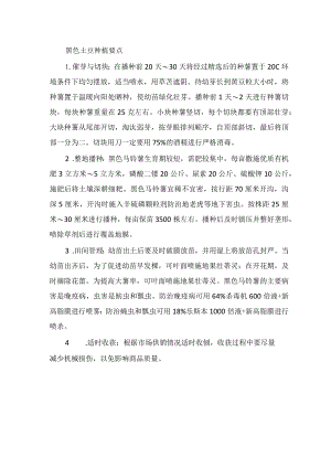黑色土豆种植要点.docx