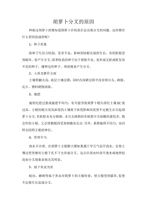 胡萝卜分叉的原因.docx