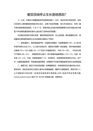 番茄顶端停止生长是啥原因？.docx