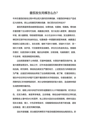 番茄发生死棵怎么办？.docx