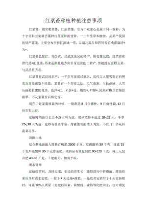 红菜苔移植种植注意事项.docx