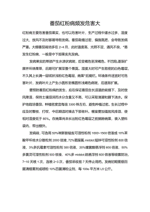 番茄红粉病频发危害大.docx