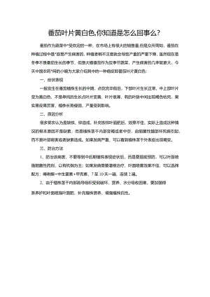 番茄叶片黄白色你知道是怎么回事么？.docx