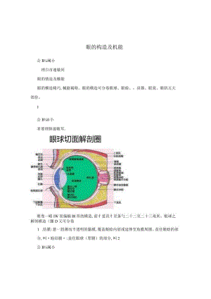 眼的构造及机能.docx