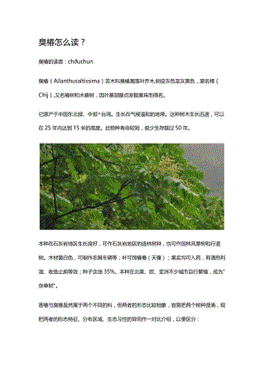 臭椿怎么读.docx