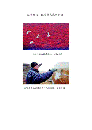 辽宁盘山：红滩绿苇禾田如画.docx