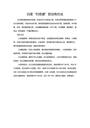 白菜“烂疙瘩”防治有办法.docx