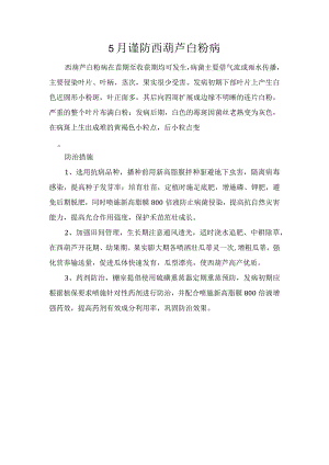 5月谨防西葫芦白粉病.docx