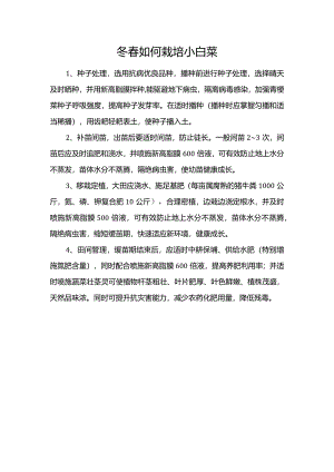 冬春如何栽培小白菜.docx